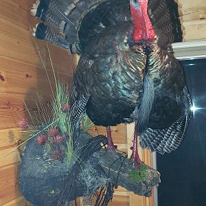 Turkey Full Mount Tacidermy