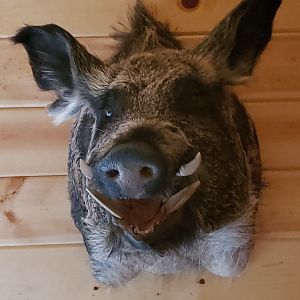 Hog Shoulder Mount Taxidermy