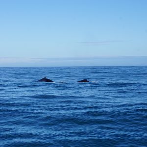 Whale watching at Hermanus South Africa