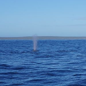 Whale watching at Hermanus South Africa