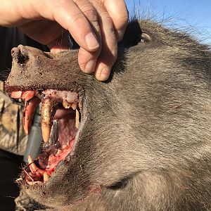 South Africa Hunting Baboon