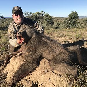 Hunting Baboon in South Africa