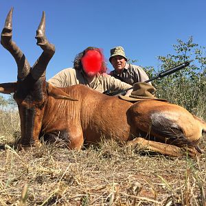 Red Hartebeest