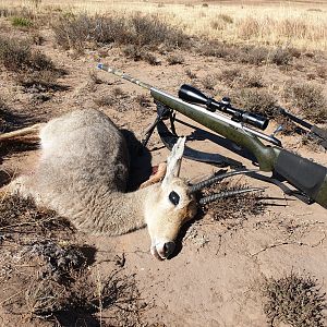 Vaal Rhebok Hunting South Africa