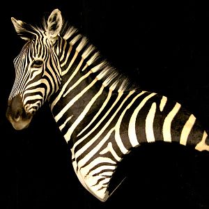 Zebra Wall Pedestal Taxidermy Mount