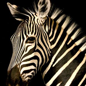 Zebra Wall Pedestal Taxidermy Mount