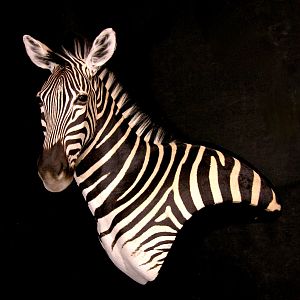 Zebra Wall Pedestal Taxidermy Mount