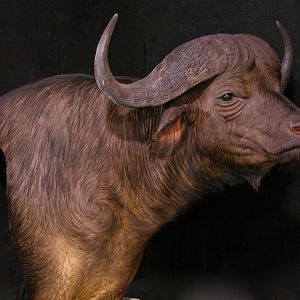 Buffalo Pedestal Mount Taxidermy