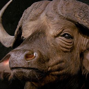 Buffalo Pedestal Mount Taxidermy