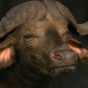 Buffalo Pedestal Mount Taxidermy