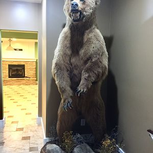 Brown Bear Full Mount Taxidermy