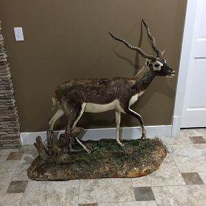 Blackbuck Full Mount Taxidermy