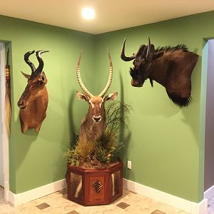 New Trophy Room