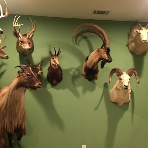 New Trophy Room