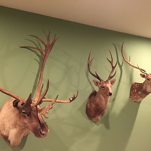 New Trophy Room