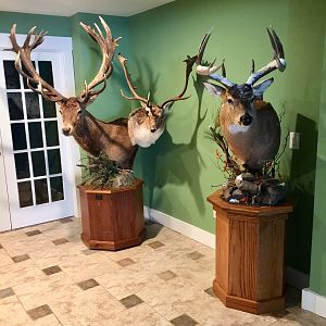 New Trophy Room