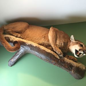 Mountain Lion Full Mount Taxidermy