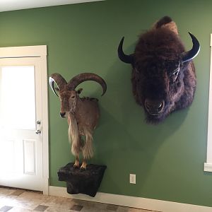 New Trophy Room