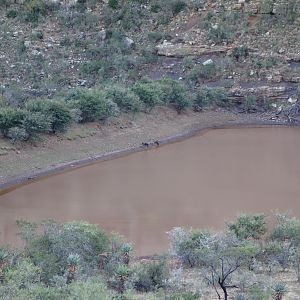 Hunting Nyala in South Africa