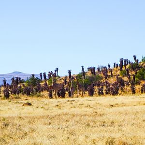 Giraffe South Africa