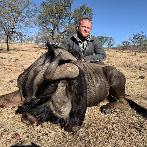 Hunt Blue Wildebeest in South Africa