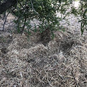 A Warthog “nest”