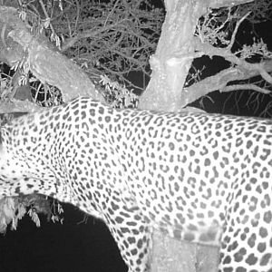 Leopard Trail Cam Pictures South Africa