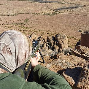 Aoudad Hunt South Africa