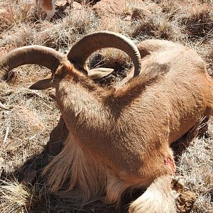 Aoudad Hunt South Africa