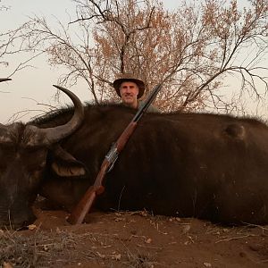 Buffalo cow at Tallyho