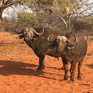 Cape Buffalo South Africa