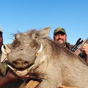 South Africa Hunting Warthog