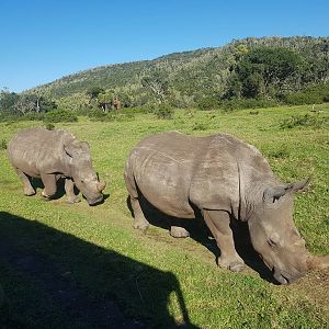 White Rhino in South Africa