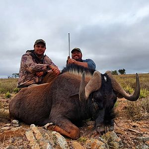 Hunt Black Wildebeest in South Africa