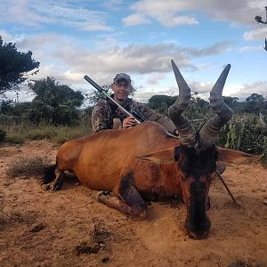 Red Hartebeest Hunting South Africa