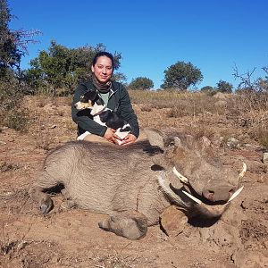 Hunt Warthog in South Africa