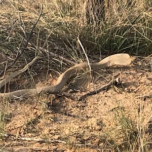 Cape Cobra South Africa