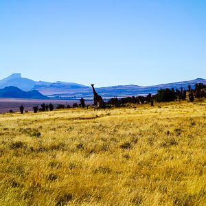 Giraffe in South Africa