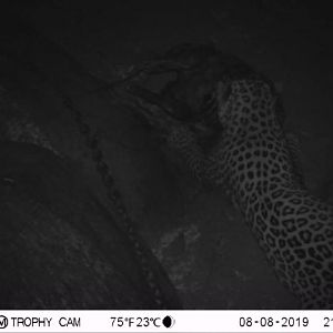 South Africa Trail Cam Pictures Leopard