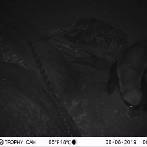 African Honey Badger Trail Cam Pictures South Africa