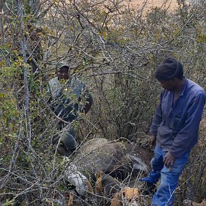 Hunting Nyala in South Africa