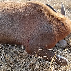 Blesbok Hunting South Africa