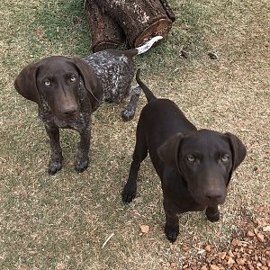 GSP Hunting Dog Puppies