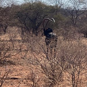 Sable Antelope South Africa