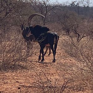 Sable Antelope South Africa