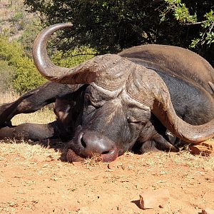 Buffalo Hunting South Africa