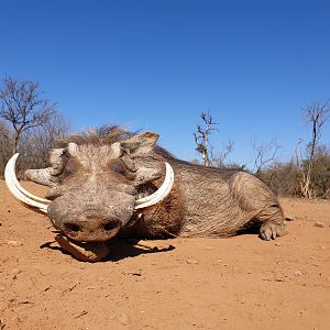 Warthog Hunt South Africa