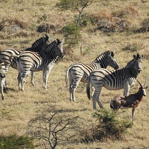 Burchell's Plain Zebra & Blesbok South Africa