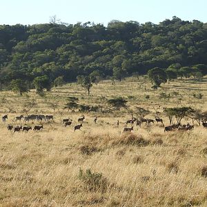 Burchell's Plain Zebra & Blesbok South Africa