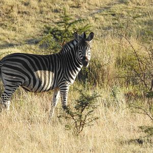 Burchell's Plain Zebra South Africa